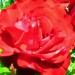 červená růže